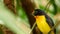 Purple euphonia songbird in tropical rainforest. Exotic extraordinary american wild bird in green lush foliage. Colorful