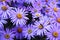Purple European Michaelmas daisies