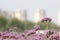 Purple European verbena flower is blossoming