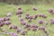 Purple European verbena flower is blossoming