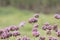 Purple European verbena flower is blossoming