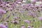 Purple European verbena flower is blossoming