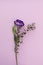 Purple Eustoma flower and green leaves on a pink vertical background