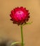 Purple everlasting daisy Bracteantha bracteata flower