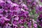 Purple everlasting wallflower flower spikes