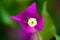 Purple exotic flower macro