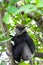 Purple-faced langur - monkey