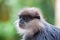 Purple-faced langur - monkey