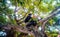 The purple-faced langur monkey on the tree vivid image