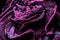 Purple faded dried rose