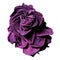 Purple faded dried rose closeup isolated