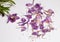 Purple fallen petals of alstroemeria on white background