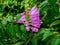 Purple false dragon flowers in bloom