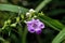 Purple False Foxglove Wildflower - Purple Gerardia - Agalinis purpurea