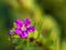 Purple False Heather Flowers