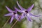 Purple fawn lily wild flowers with isolated focus