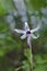 Purple fawn lily wildflower in sunlit meadow