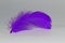 purple feather on black detail on blue background