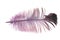 Purple feather on a white background