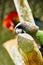 Purple feathered parrot on a branch