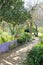 Purple Fence in a rose garden