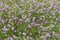 Purple fence Wicke, Vicia sepium on a green meadow