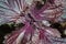 Purple Fern