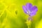 Purple field geranium. A beautiful lonely flower and flower bud. Soft focus