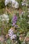 Purple Field Milkvetch, Astragalus agrestis