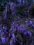 Purple Fields grave wisteria
