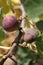 Purple Figs on a Tree