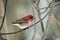 A Purple Finch