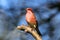 Purple Finch (Carpodacus purpureus)