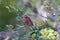 Purple finch feeds on small tree fruits in the wild, southern Vancouver Island