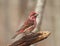 Purple Finch Haemorhous purpureus