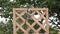 Purple Finch on a hanging feeder