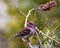 Purple Finch Photo and Image. Finch male close-up profile view, perched on a stag horn branch displaying red colour plumage with a