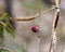 Purple Finch Photo and Image. Male Finch close-up profile view, perched on a cattail twig with a blur