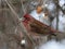 Purple finch resting on branch