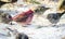 Purple finches (Haemorhous purpureus) at a feeder. Springtime comes, bird seed aplenty.