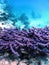 Purple Finger Coral Montipora digitata Tropical waters