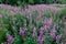 Purple Fireweed in bloom in a summer meadow Alaska