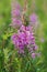 Purple fireweed flowers among wildflowers