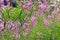 Purple fireweed growing in a meadow along burnt branches