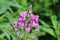 Purple Fireweed / Rosebay Willow Herb Flowers in a Closeup Color Image