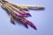 Purple firework foundtain grass