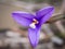 Purple Flag flower Patersonia occidentalis, Western Australia