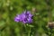 purple flake flower, Centaurea scabiosa Flowering in June