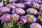 Purple Flamboyant Razzmatazz Flowers of the Seaside Flea Bane! - Erigeron on Anglesey Coastal Path -