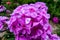 Purple flame flowers of phlox. Phlox paniculata